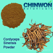 Powdered Healthy Food Cordyceps Sinensis